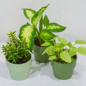 plante verte plante d'intérieur